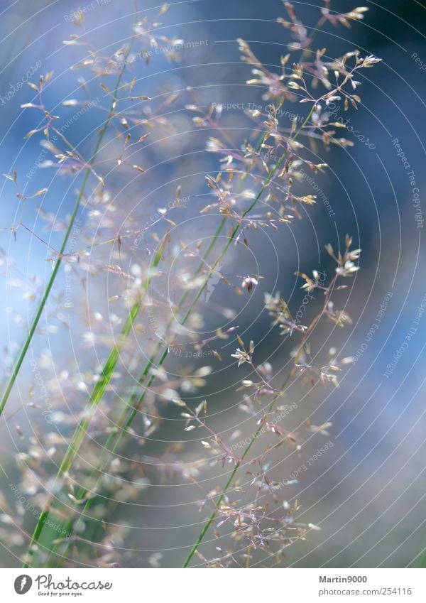 Kunstwerke Natur Pflanze Gras Wildpflanze Wiese Ornament ästhetisch dünn stark blau grün weiß Frühlingsgefühle Willensstärke Ehrlichkeit authentisch standhaft