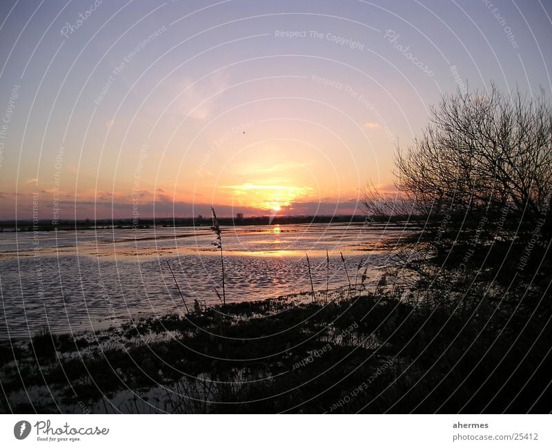 sonnenuntergang Damme Sonnenuntergang Wolken See Sträucher authentisch Dümmer Natur Landschaft natürlich