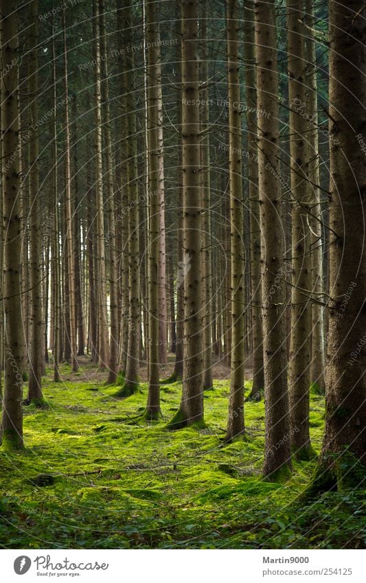 Viele Bäume Umwelt Natur Pflanze Erde Baum Moos Wald Zeichen braun grün Stimmung Schutz ruhig Farbfoto Außenaufnahme Menschenleer Textfreiraum links