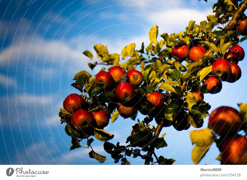 Reiche Ernte Lebensmittel Frucht Apfel Ernährung Bioprodukte Vegetarische Ernährung Gesundheit Übergewicht Natur Baum Nutzpflanze genießen natürlich saftig blau