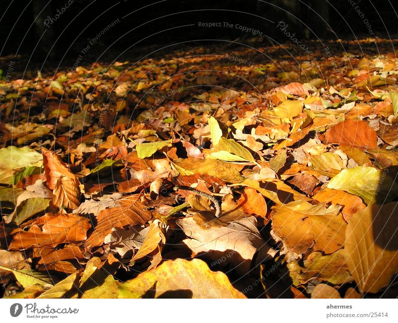 herbst Herbst Blatt Makroaufnahme Natur Laubwerk