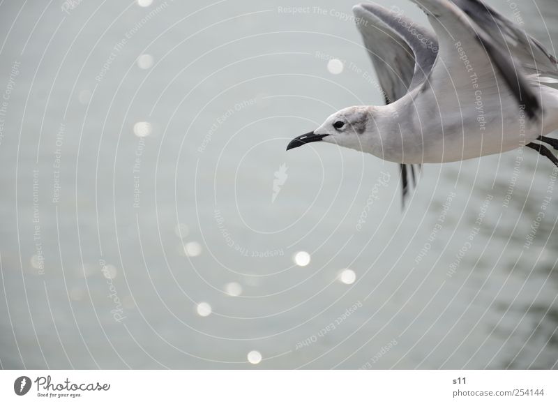 Abflug Tier Vogel Flügel 1 Bewegung fliegen glänzend ästhetisch außergewöhnlich Flüssigkeit frei Unendlichkeit nah schön Spitze blau schwarz silber weiß Gefühle