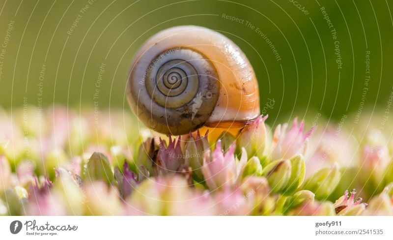 Schönes Häuschen Ausflug Umwelt Natur Frühling Sommer Schönes Wetter Pflanze Blume Blüte Garten Park Wiese Tier Wildtier Schnecke Schneckenhaus 1 beobachten