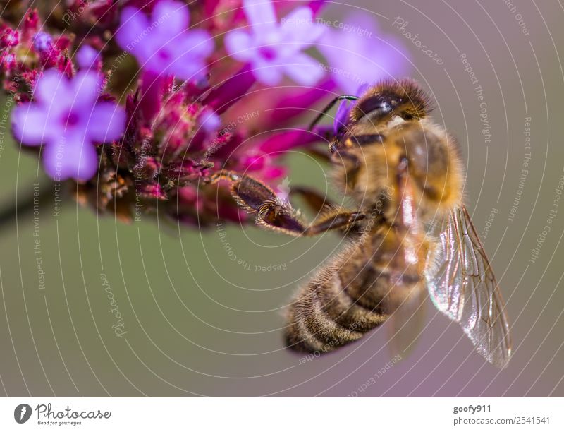 Festhalten Ausflug Umwelt Natur Frühling Sommer Schönes Wetter Pflanze Blume Blüte Garten Park Wiese Tier Nutztier Wildtier Biene Tiergesicht Flügel Fell 1