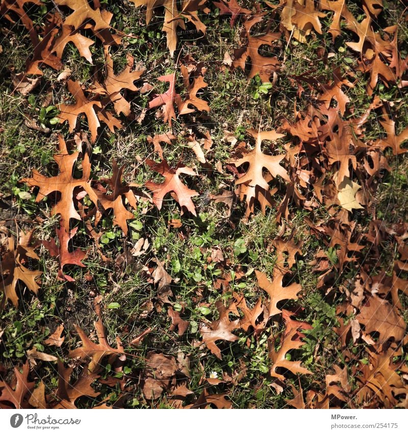 laub Natur Pflanze Blatt Wiese braun Herbstlaub Gras Waldboden Farbfoto Nahaufnahme Menschenleer Tag Licht Schatten Kontrast herbstlich Herbstfärbung