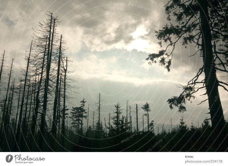 Showdown Umwelt Natur Landschaft Pflanze Himmel Wolken Gewitterwolken Sonnenlicht Wetter Baum Wald dunkel Einsamkeit Endzeitstimmung Vergänglichkeit Tanne