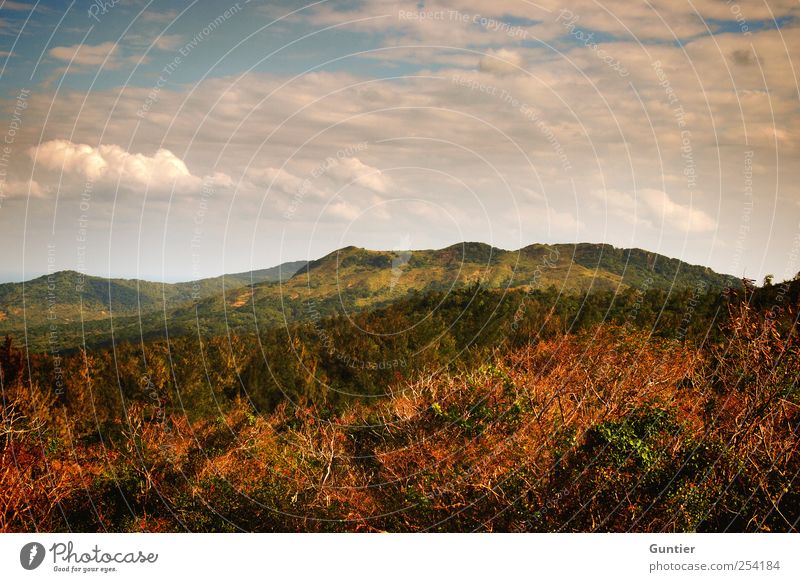 Touch My Heart Umwelt Natur Landschaft Pflanze Himmel Wolken Sommer Schönes Wetter Baum Gras Sträucher Wald Urwald ästhetisch exotisch blau grün weiß Gefühle