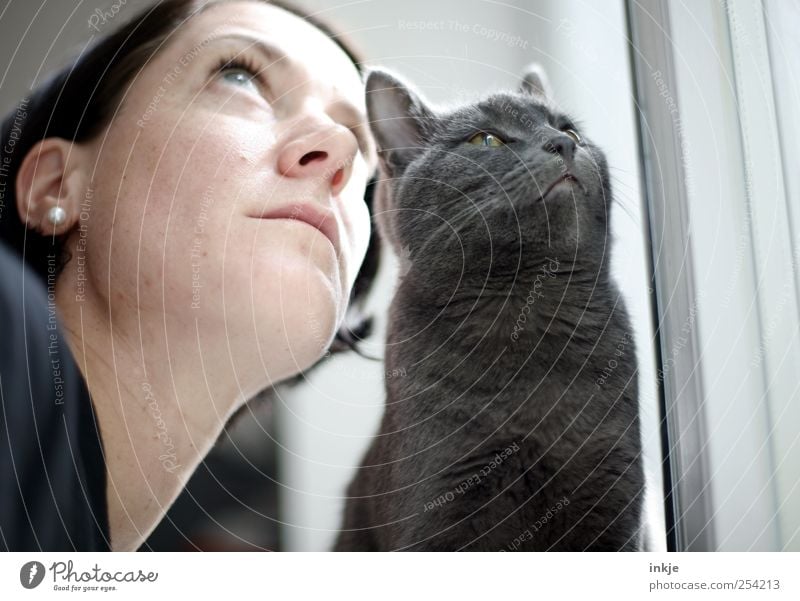 you and I Freizeit & Hobby Häusliches Leben Wohnung Frau Erwachsene Gesicht 1 Mensch Haustier Katze british kurzhaar Tier beobachten Denken Blick Zusammensein