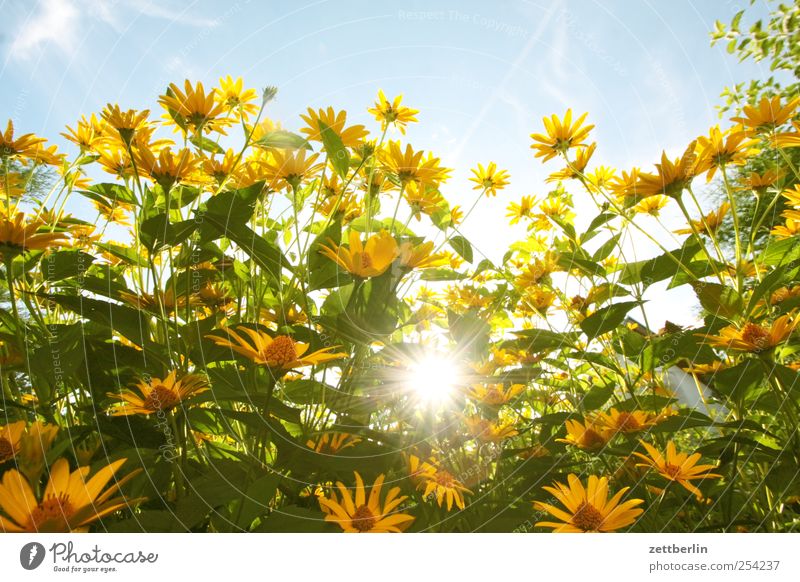 Herbstsonne Freizeit & Hobby Umwelt Natur Landschaft Pflanze Himmel Klima Wetter Schönes Wetter Blume Blatt Blüte Grünpflanze Garten Park gut Kleingartenkolonie