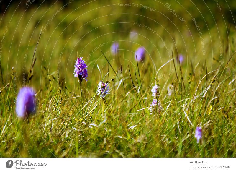 Wiese mit Dactylorhiza maculata Gras Rasen Park Natur Weide Blume Blüte frisch Hintergrundbild Menschenleer Textfreiraum Tiefenschärfe Schwache Tiefenschärfe