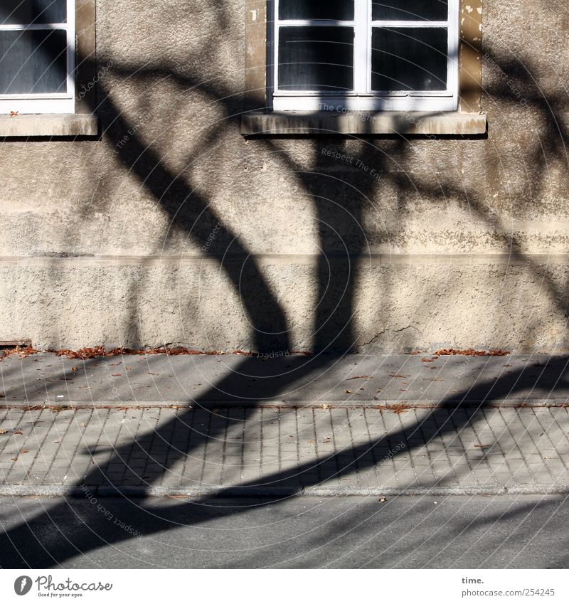 BaumHaus (Reprise) | ChamanSülz Umwelt Mauer Wand Fassade Fenster Stress chaotisch Überraschung Wohnhaus Bürgersteig Straßenbelag Ast Fensterkreuz Fenstersims