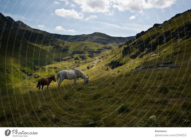 Pferde im grünen Bergtal Tier 2 Tierpaar atmen Fressen genießen ästhetisch einfach elegant frisch Glück schön positiv Stimmung Begeisterung Macht Leidenschaft