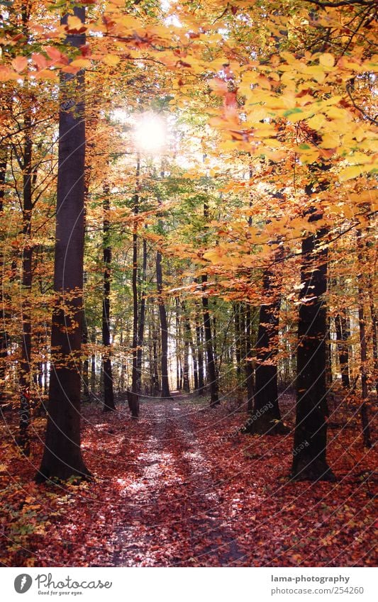 blattwerk orange Sonnenlicht Herbst Schönes Wetter Baum Wald Herbstwald Herbstlaub Herbstlandschaft herbstlich Herbstfärbung Laubwald Blatt leuchten gelb gold