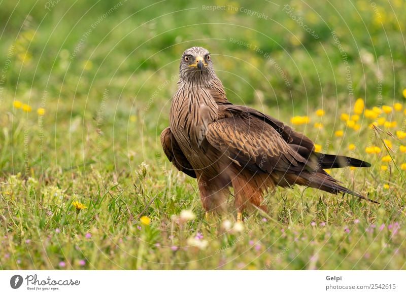 Schöner schwarzer Drachen für Erwachsene elegant schön Freiheit Natur Tier Gras Vogel Flügel fliegen frei natürlich niedlich wild gelb gold rot weiß Tierwelt