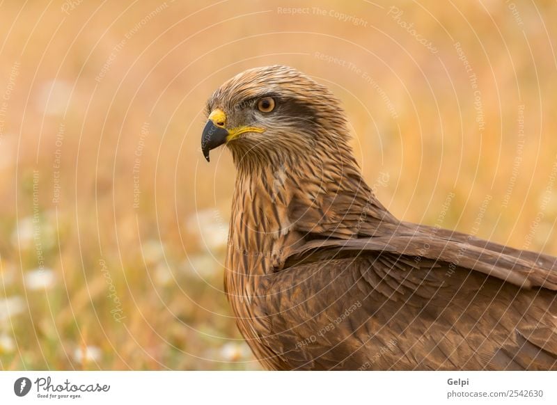 Vogel elegant schön Natur Tier Blume Gras Flügel niedlich wild gelb Milan Beute Feder Raubtier Schnabel Frühling Tierwelt Vogelbeobachtung Beautyfotografie