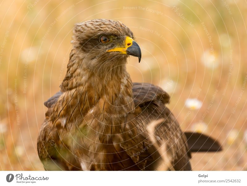 Vogel elegant schön Natur Tier Blume Gras Flügel niedlich wild gelb Milan Beute Feder Raubtier Schnabel Frühling Tierwelt Vogelbeobachtung Beautyfotografie