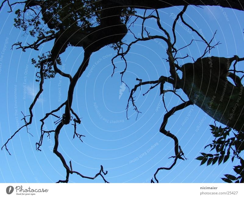 Baum gruselig dunkel Himmel Ast Zweig