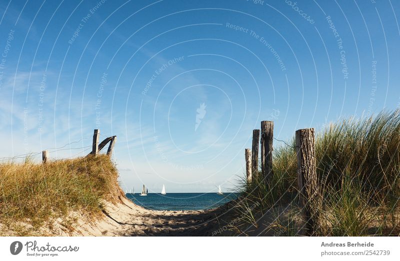 Auf zum Strand Erholung Ferien & Urlaub & Reisen Sommer Natur Sand Ostsee Unendlichkeit Wege & Pfade Ferne Deutschland Hintergrundbild baltic beachgrass