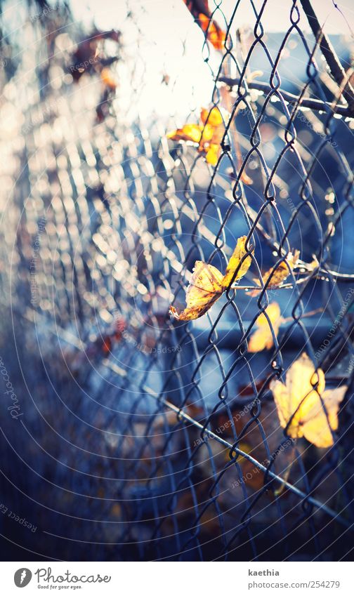 prison break Umwelt Pflanze Herbst Blatt Park Straße Metall Rost gelb Ahorn Ahornblatt Zaun gefangen hängen herbstlich Herbstlaub Oktober orange Lampe Baum