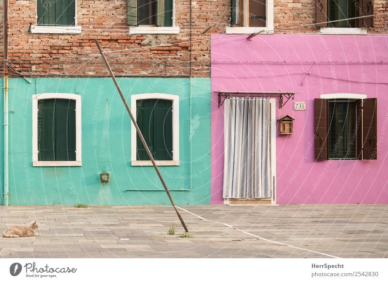 lonely cat Ferien & Urlaub & Reisen Tourismus Ausflug Sightseeing Burano Kleinstadt Hafenstadt Altstadt Haus Bauwerk Gebäude Mauer Wand Fenster Tür Haustier