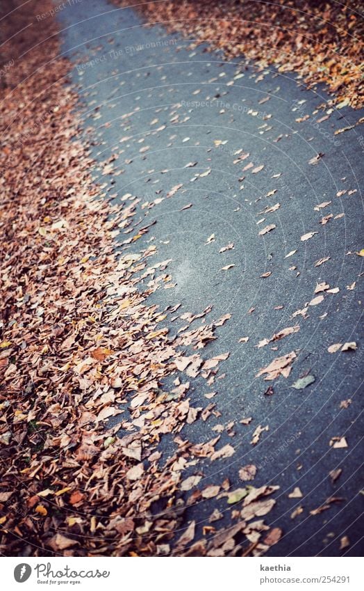 autumn way Natur Pflanze Erde Herbst Baum Park Straße Beton glänzend gehen gelb gold Ahorn Ahornblatt Blatt Verlauf Eiche Eichenblatt Buche Buchenblatt