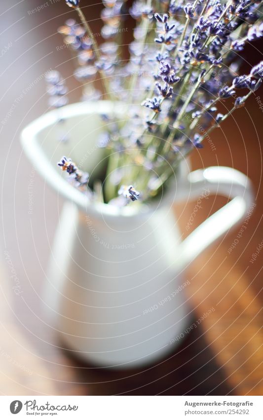 Lavendel harmonisch Raum Sommer Herbst Pflanze Blüte Vase Kannen Dekoration & Verzierung Duft schön blau braun violett weiß Farbfoto Innenaufnahme Nahaufnahme