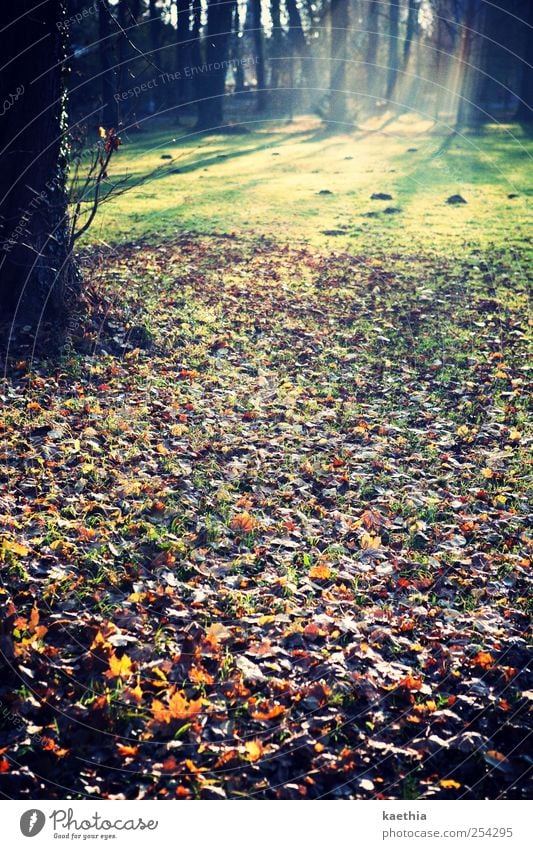 hänsel und gretels weg Umwelt Natur Landschaft Pflanze Erde Herbst Baum Gras Sträucher Moos Farn Park Wiese Feld Wald braun gold grün Baumstamm Romantik Nebel