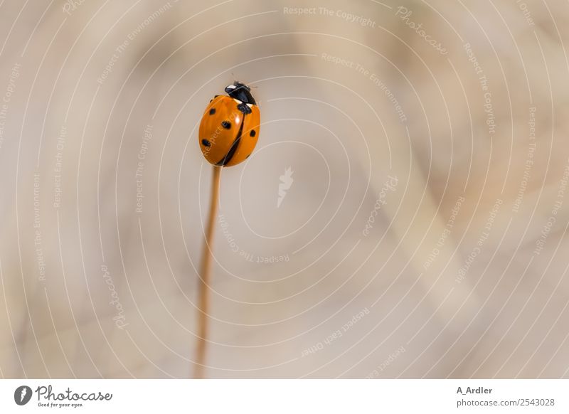 Marienkäfer Natur Garten Tier Käfer 1 klein braun rot schwarz Tierliebe Ardler Unschärfe Punkt Farbfoto Gedeckte Farben Außenaufnahme Makroaufnahme Menschenleer