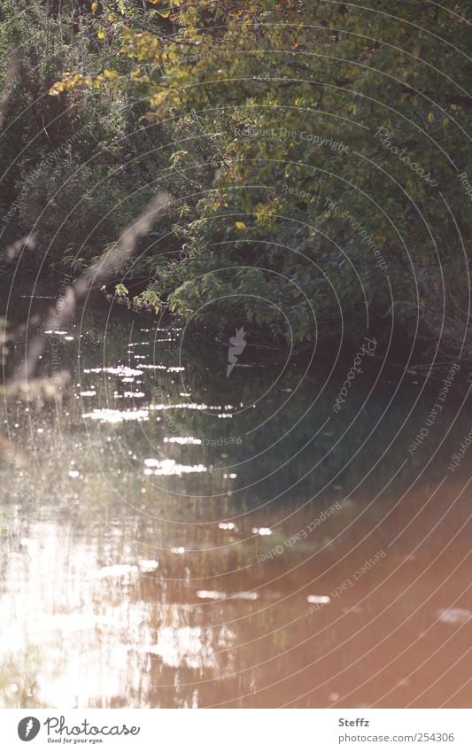 Lichtschein am Flussufer anders Sehnsucht Lichtspiegelung Spiegelung im Wasser melancholisch Lichteinfall lichtvoll dunkelgrün Lichtreflexe rotbraun Sonnenlicht