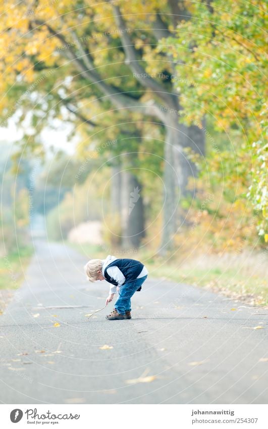 komm schon Erholung Spielen Kinderspiel Mensch maskulin Kleinkind Junge 1 1-3 Jahre 3-8 Jahre Kindheit Natur Landschaft Herbst Schönes Wetter Baum Gras Blatt