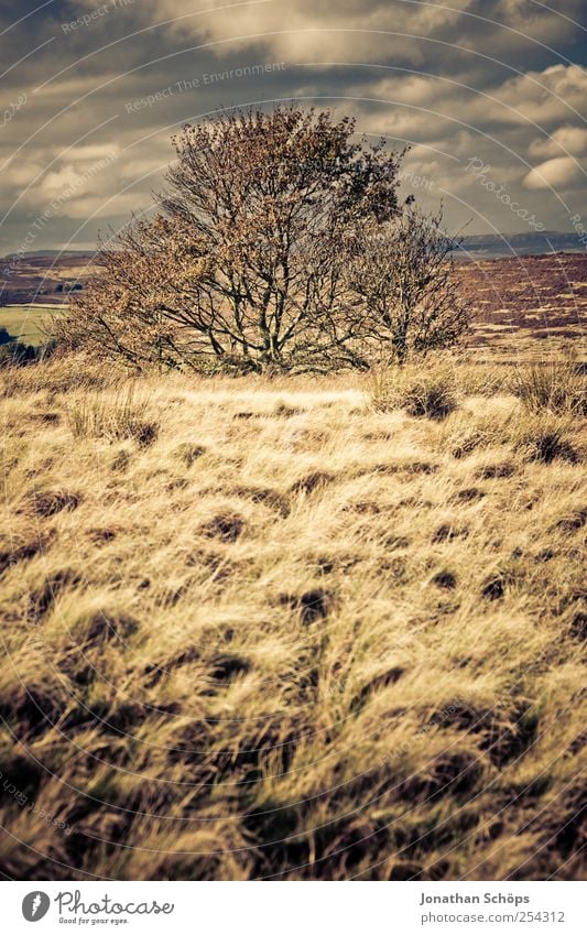 Peak District IV Umwelt Natur Landschaft Pflanze Himmel Horizont Klima Wetter Schönes Wetter Wind braun gold Zufriedenheit Freiheit Feld Außenaufnahme Wiese