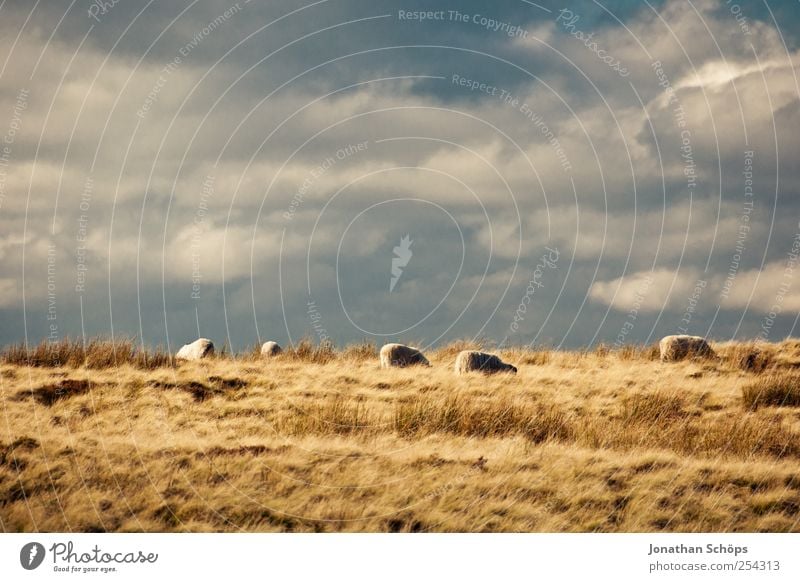 Peak District V Umwelt Natur Landschaft Pflanze Tier Himmel Wolken Horizont Sommer Herbst Klima Wetter Schönes Wetter Feld blau braun gelb gold Schaf Weide