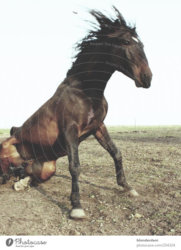 "mach sitz!" Freizeit & Hobby Reiten Natur Tier Pferd 1 sitzen dünn Geschwindigkeit braun grau Bewegung Anspannung Farbfoto Außenaufnahme Menschenleer Tag