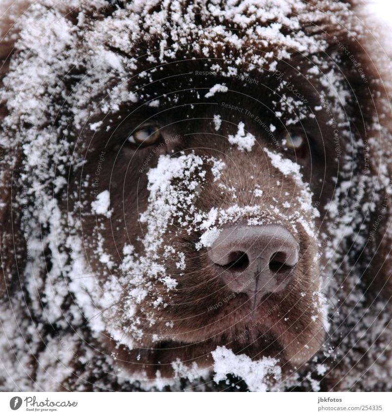 Zum verlieben... Tier Haustier Hund Tiergesicht Fell 1 Tierjunges Hundeschnauze Hundekopf Blick Hundeblick Welpe Schnauze Rassehund Säugetier Auge Schneeflocke