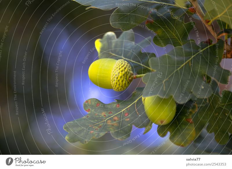 Eicheln Natur Herbst Pflanze Baum Blatt Ast Zweig Stiel-Eiche Wald blau grün Frucht Farbfoto Außenaufnahme Nahaufnahme Menschenleer Textfreiraum links Licht