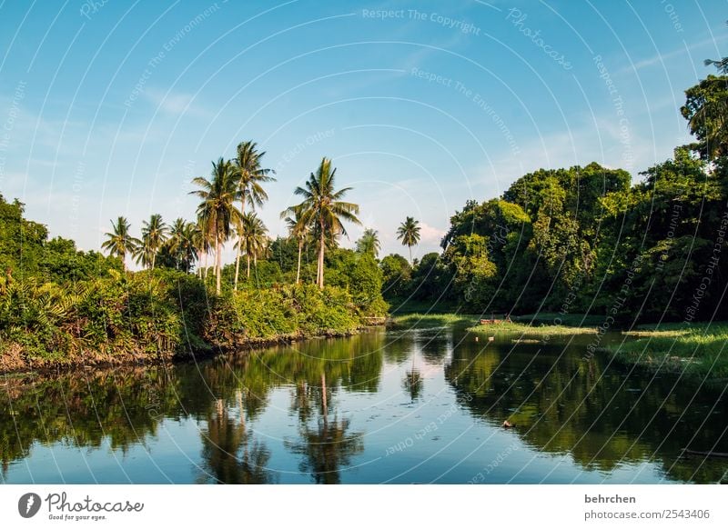 zur ruhe kommen Ferien & Urlaub & Reisen Tourismus Ausflug Abenteuer Ferne Freiheit Natur Landschaft Himmel Pflanze Baum Sträucher Palme Urwald Flussufer