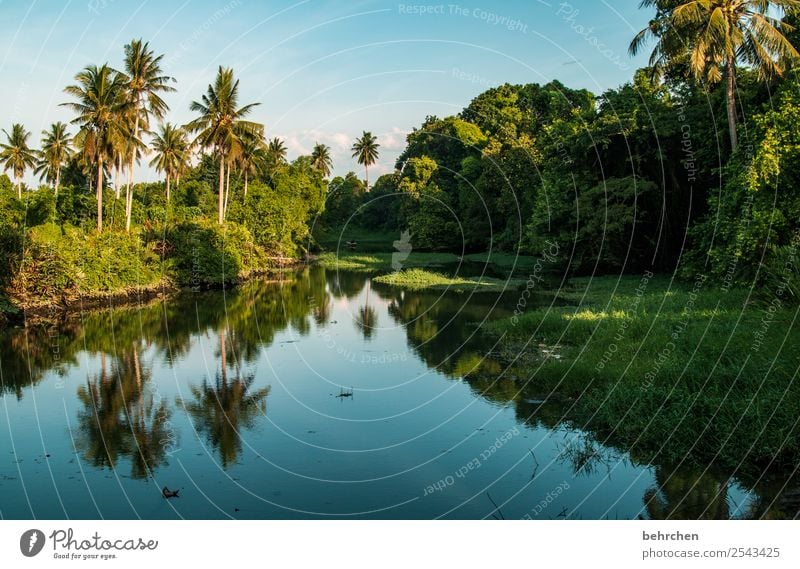 paradies Ferien & Urlaub & Reisen Tourismus Ausflug Abenteuer Ferne Freiheit Natur Landschaft Wasser Himmel Pflanze Baum Wald Urwald Flussufer Erholung genießen