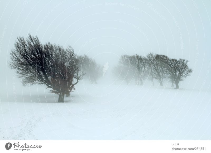 Vorfreude Umwelt Natur Landschaft Pflanze Winter Klima Wetter schlechtes Wetter Nebel Eis Frost Schnee Baum Hügel alt außergewöhnlich kalt blau grau schwarz