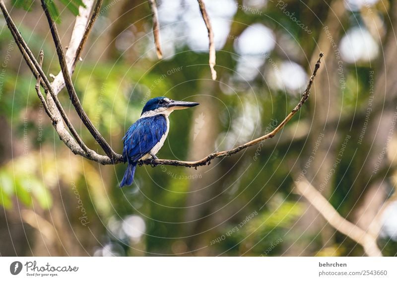 blaue schönheit Ferien & Urlaub & Reisen Tourismus Ausflug Abenteuer Ferne Freiheit Natur Baum Blatt Wildtier Vogel Flügel Eisvögel kingfisher Feder 1 Tier