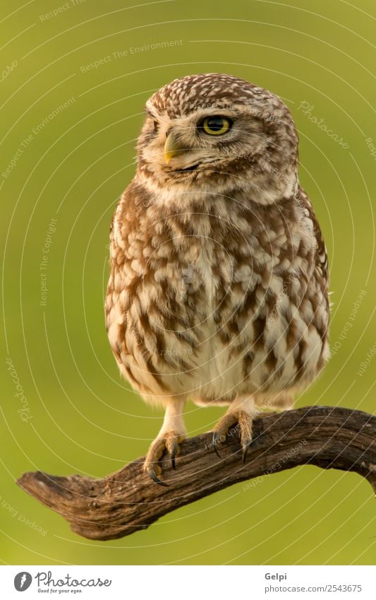 Vogel schön Natur Tier Wald Flügel klein lustig natürlich niedlich wild braun gelb gold grün schwarz weiß Tierwelt Waldohreule Beute Raubtier sonnig Ast Jäger