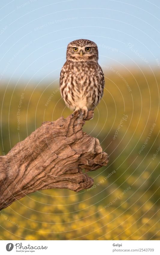 Vogel Natur Landschaft Tier Blume Wiese stehen klein natürlich niedlich wild braun weiß Waldohreule Tierwelt Feder nachtaktiv Raubtier Jäger Auge Raptor