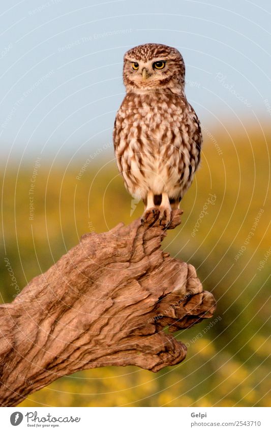 Vogel Natur Landschaft Tier Blume Wiese stehen klein natürlich niedlich wild braun weiß Waldohreule Tierwelt Feder nachtaktiv Raubtier Jäger Auge Raptor