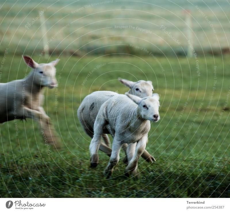 Chamansülz | you.better.run Schaf Lamm rennen laufen Spielen schlagen fangen Wiese grün saftig Morgen Bewegung klein weiß Fell weich öhrchen.