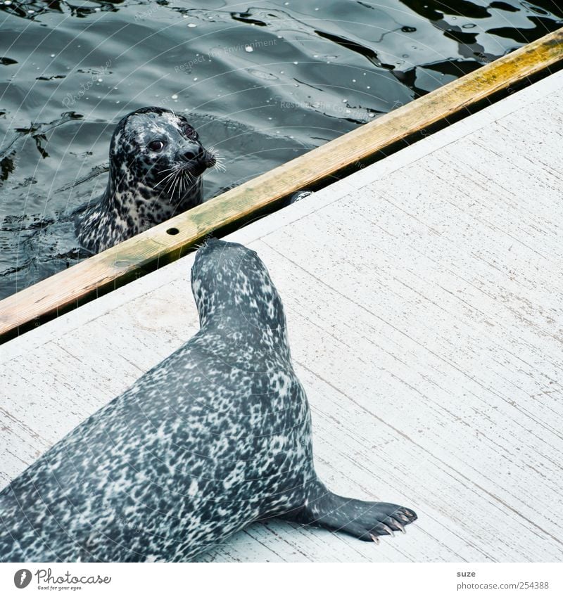 Ich bin dein Vater Schwimmen & Baden Meer Wellen Natur Tier Wasser Wildtier Tiergesicht 2 Tierpaar beobachten Neugier niedlich wild blau Robben Seehund Kopf