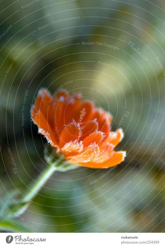 calendula friert ruhig Natur Pflanze Herbst Winter Eis Frost Blume Blüte Nutzpflanze Ringelblume Heilpflanzen Blühend Duft leuchten frisch kalt grün rot