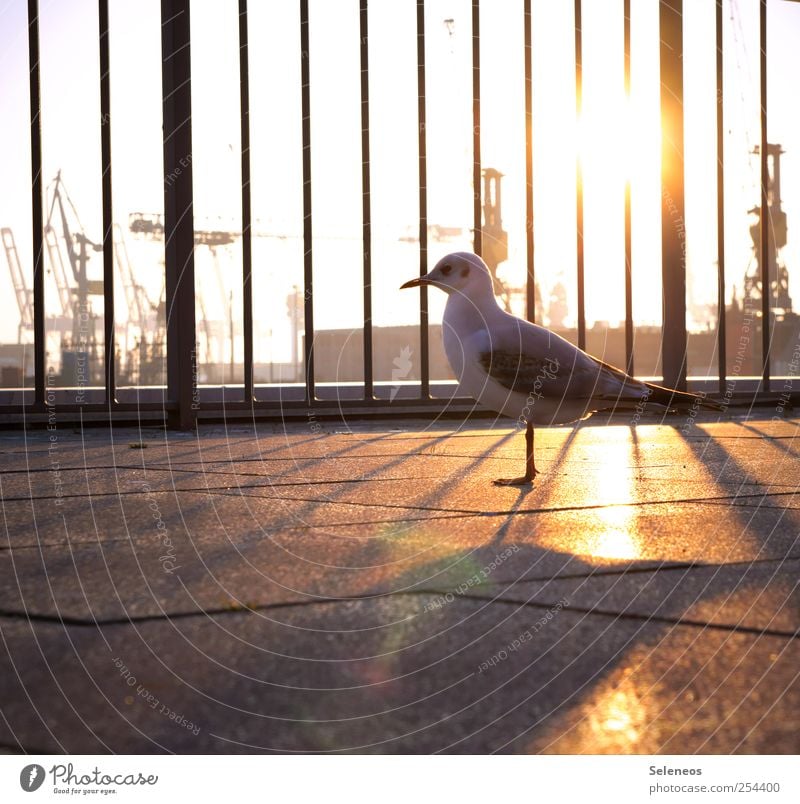 abendliches Sonnenbad Ferien & Urlaub & Reisen Freiheit Sightseeing Umwelt Natur Wolkenloser Himmel Schifffahrt Binnenschifffahrt Hafen Tier Wildtier Vogel