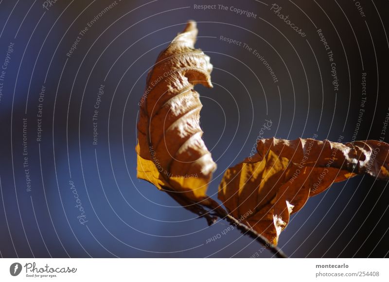 Mit Schwung Umwelt Natur Pflanze Herbst Schönes Wetter Wind Baum Blatt Grünpflanze Wildpflanze alt authentisch trocken blau braun schwarz Stimmung Farbfoto