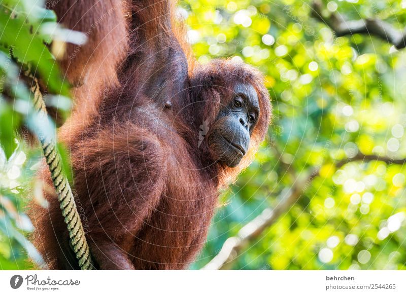 träumen Ferien & Urlaub & Reisen Tourismus Ausflug Abenteuer Ferne Freiheit Urwald Wildtier Tiergesicht Fell Affen Orang-Utan 1 außergewöhnlich exotisch