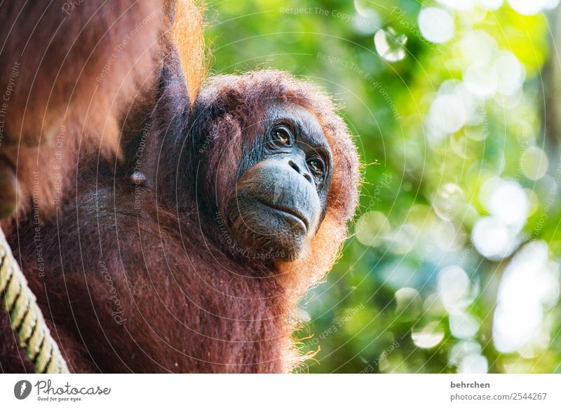 warum... | gedankenspiele Ferien & Urlaub & Reisen Tourismus Ausflug Abenteuer Ferne Freiheit Baum Blatt Urwald Wildtier Tiergesicht Fell Affen Orang-Utan 1