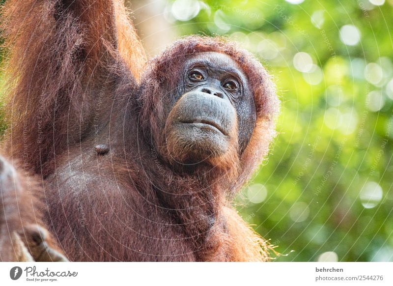 menschlich Ferien & Urlaub & Reisen Tourismus Ausflug Abenteuer Ferne Freiheit Wildtier Tiergesicht Fell Orang-Utan Affen 1 beobachten außergewöhnlich schön